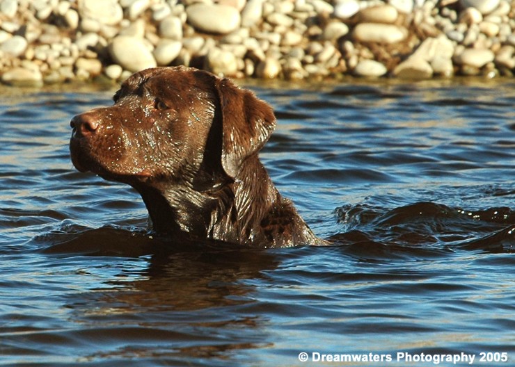 beauBo Water Headshot.jpg